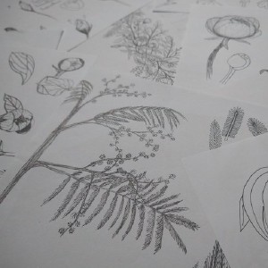 Plant sketches on Twitter